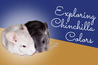 Exploring Chinchilla Colors: How it Affects Health & More