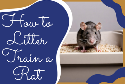 Mastering the Basics: How to Litter Train a Rat