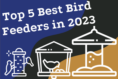 Top 5 Best Bird Feeders in 2023: Reviews and Buying Guide