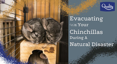 Evacuating With Chinchillas During A Natural Disaster